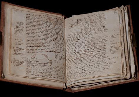 Amerikanisches Reisetagebuch Alexander von Humboldts; Tagebuch IV, S. 23-24, mit gezeichnetem Piranha