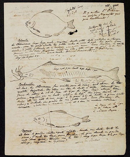 Tagebuchseite mit Zeichnungen von verschiedenen Fischen (öffnet Vergrößerung des Bildes)