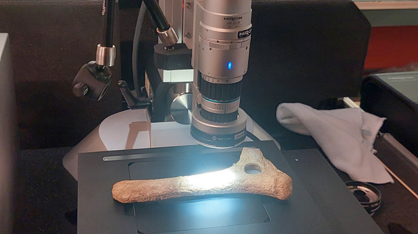 Untersuchung eines verzierten Lochstabes mit dem Digitalmikroskop. Das Fundstück stammt aus der Fundstelle Kammern-Grubgraben in Österreich und ist ca. 18.000 Jahre alt. 