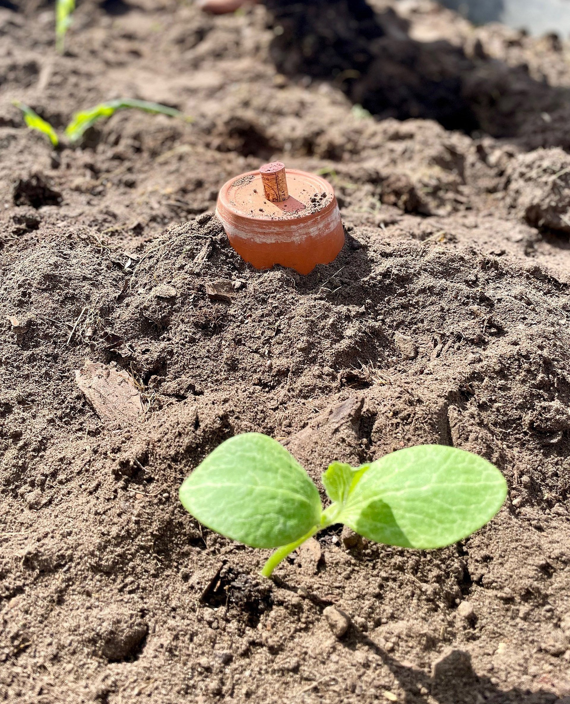 Pflanzen in einem Beet mit eingegrabenem Tontopf