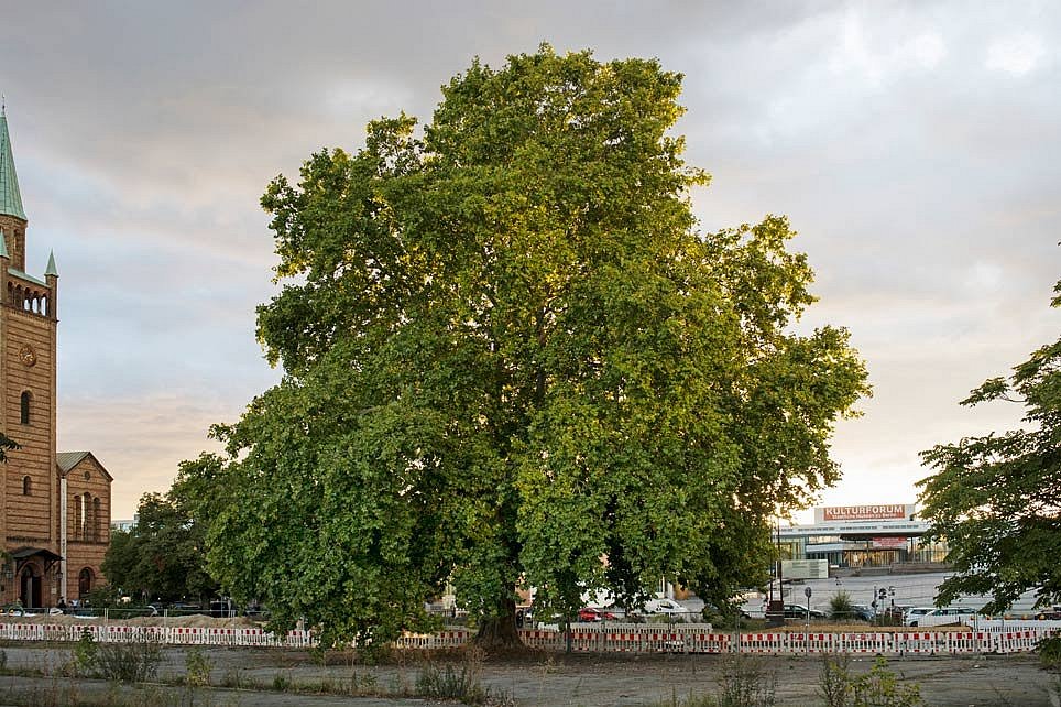 Zum Artikel "Alt wie ein Baum"