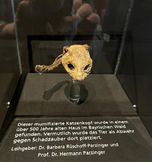 Museumsexponat Katzenschädel in Museumsvitrine