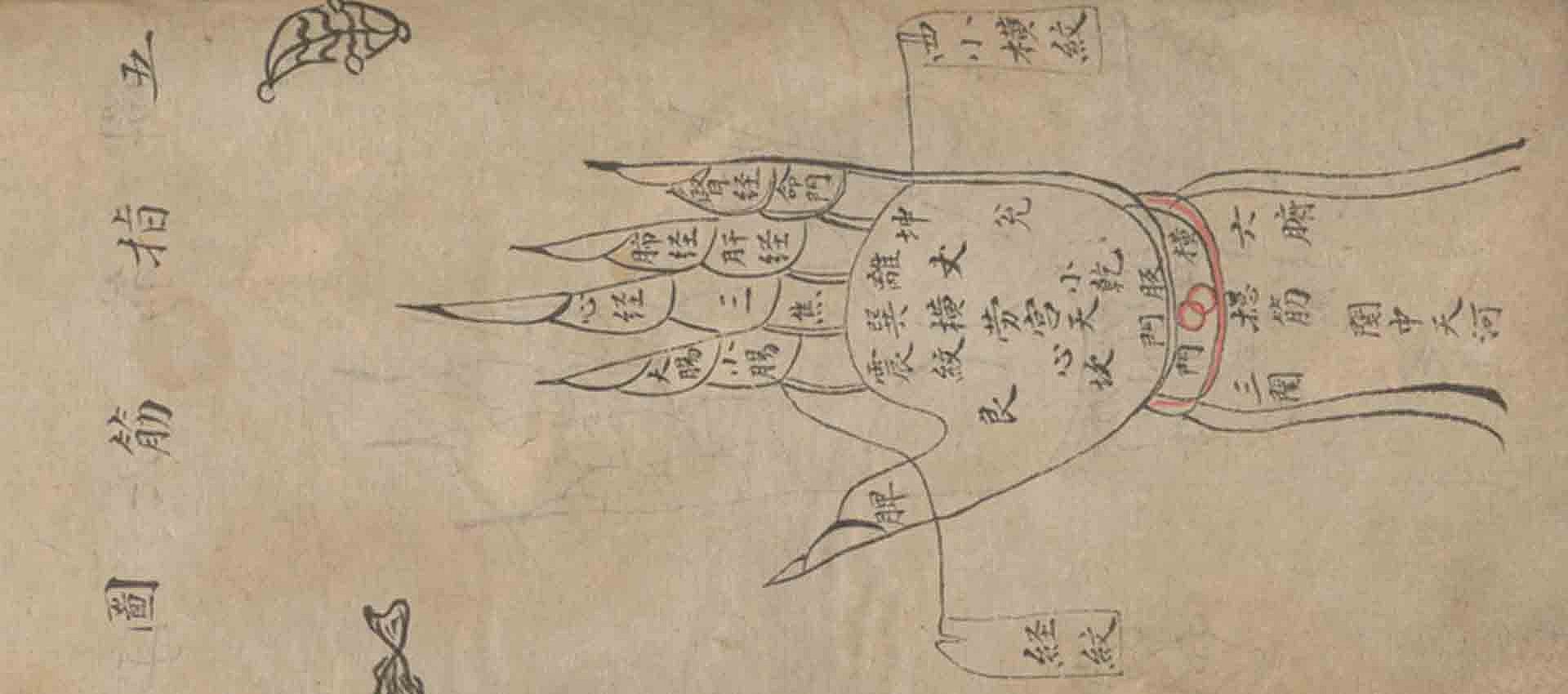 Zum Artikel "Die Vielfalt der chinesischen Medizin enthüllt - Einblicke in medizinische Manuskripte der Vergangenheit"