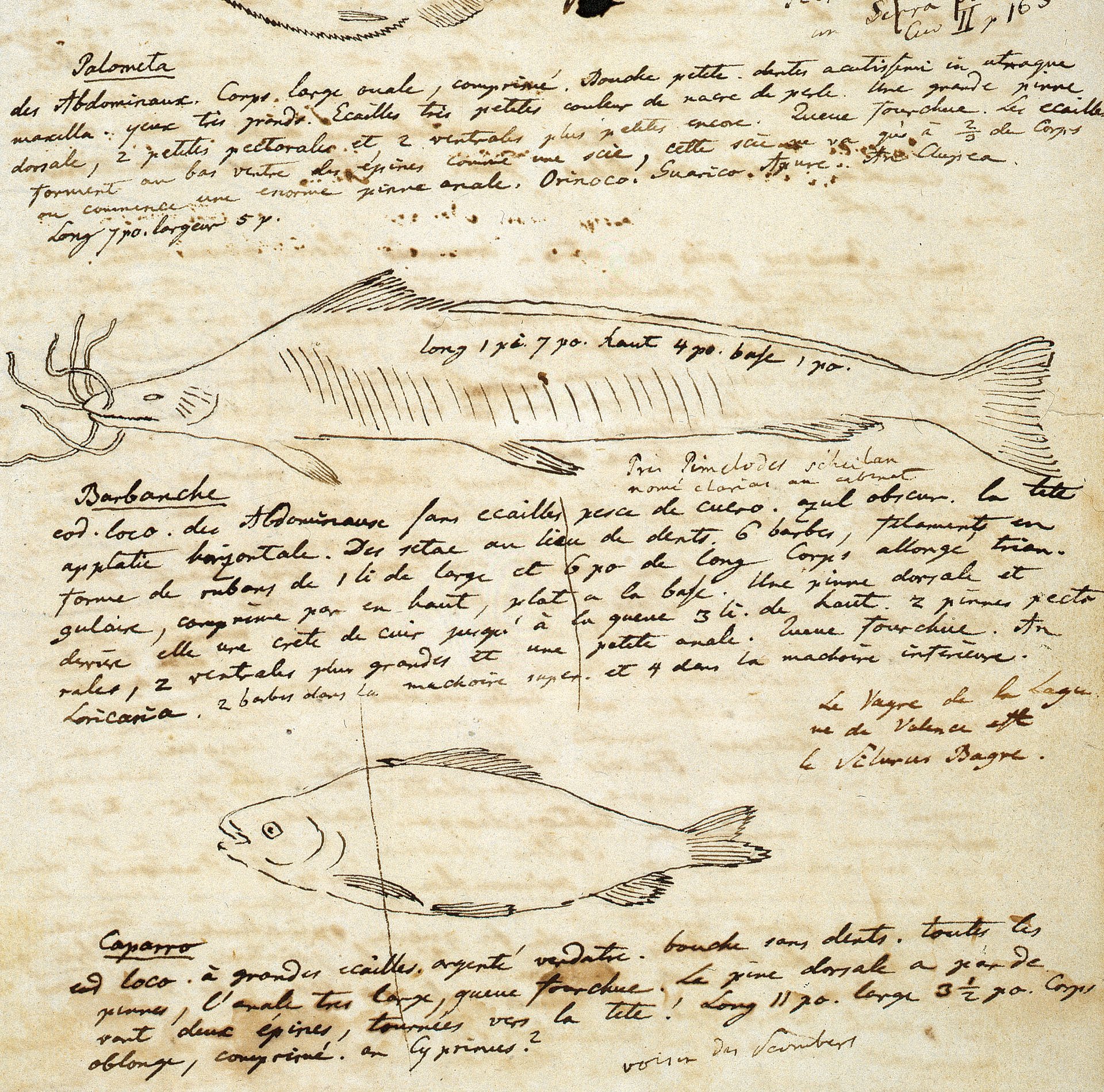 Handschriftliche Aufzeichnungen mit Fischzeichnungen