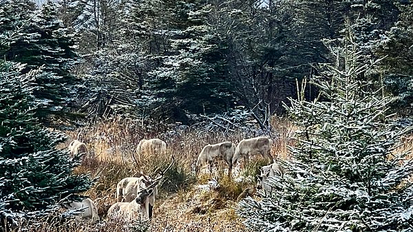 Karibus zwischen Tannen