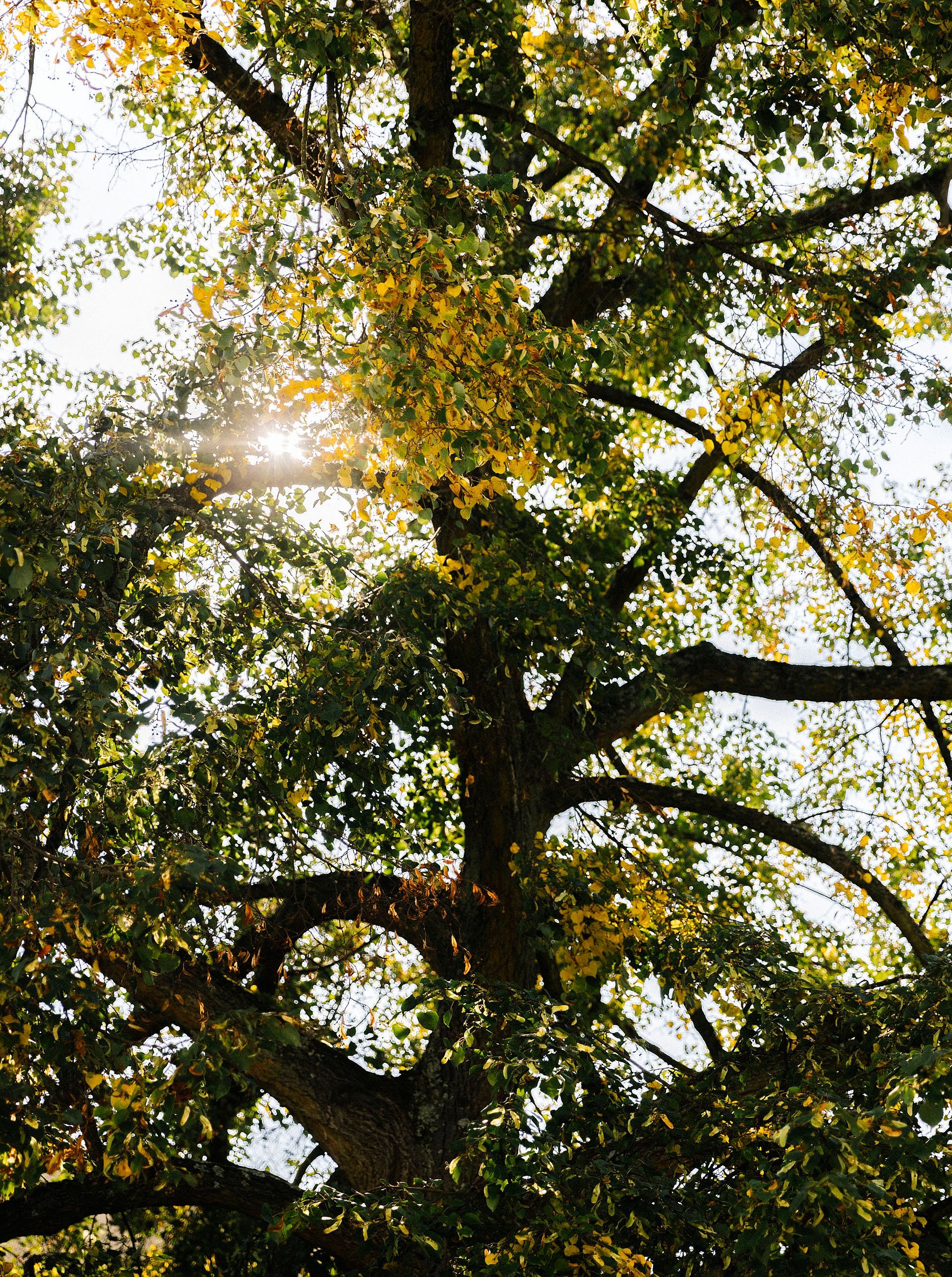 Herbstsonne, die durch das sich lichtende Blätterdach eines alten Baumes bricht