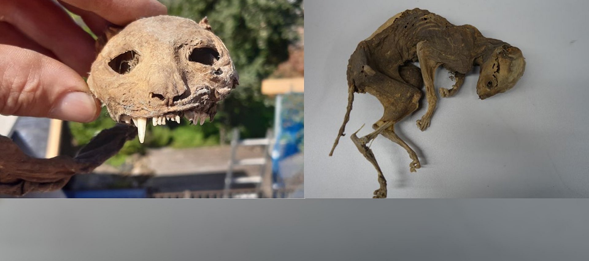 Zum Artikel "Klima für die Katz - Kleine Expedition in die kleine Eiszeit"
