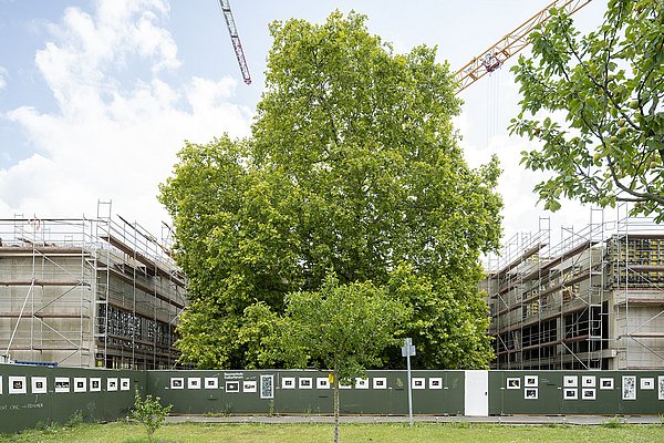 Baustelle berlin modern, Baumhof, Stand Juli 2025 © Alexander Ludwig Obst & Marion Schmieding Baustelle berlin modern, Baumhof, Stand Juli 2025 © Alexander Ludwig Obst & Marion Schmieding