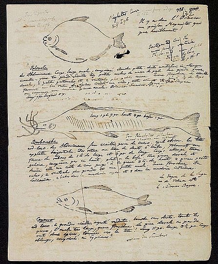 Tagebuchseite mit Zeichnungen von verschiedenen Fischen (öffnet Vergrößerung des Bildes)