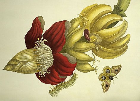 Maria Sibylla Merian, Banane – Blüte und Fruchtstand, Kupferstich, aus „Metamorphosis insectorum Surinamensium; Ofte verandering der surinaamsche insecten“, Amsterdam 1705