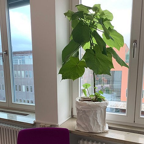 Topfplanze auf einem Fensterbrett