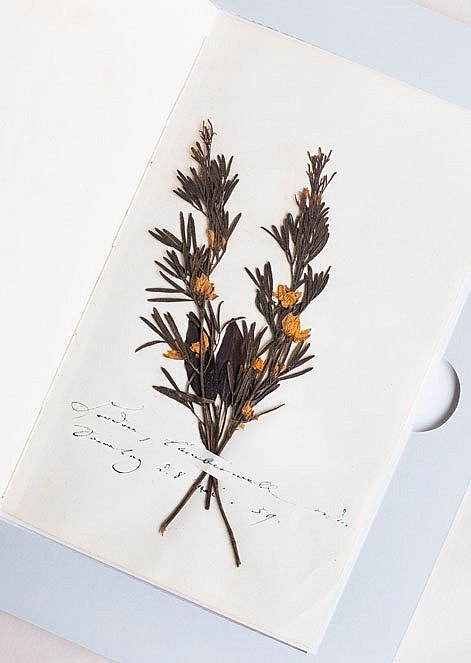 Nachlass Clara Schumann, Seite aus dem Blumentagebuch der Clara Schumann, Staatsbibliothek zu Berlin (Unter den Linden)