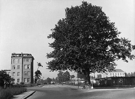 Historische Aufnahme einer Ruine mit einer großen Platane daneben