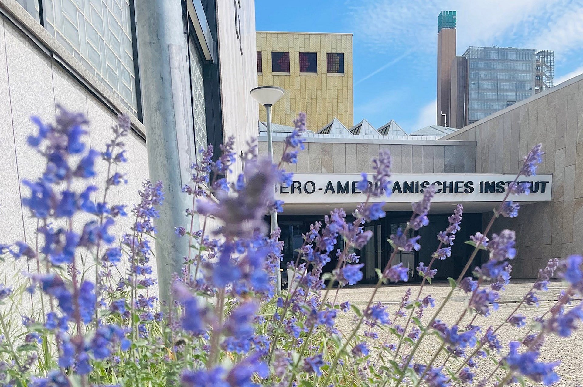 Lila Wildblumen vor dem Ibero-Amerikanischen Institut