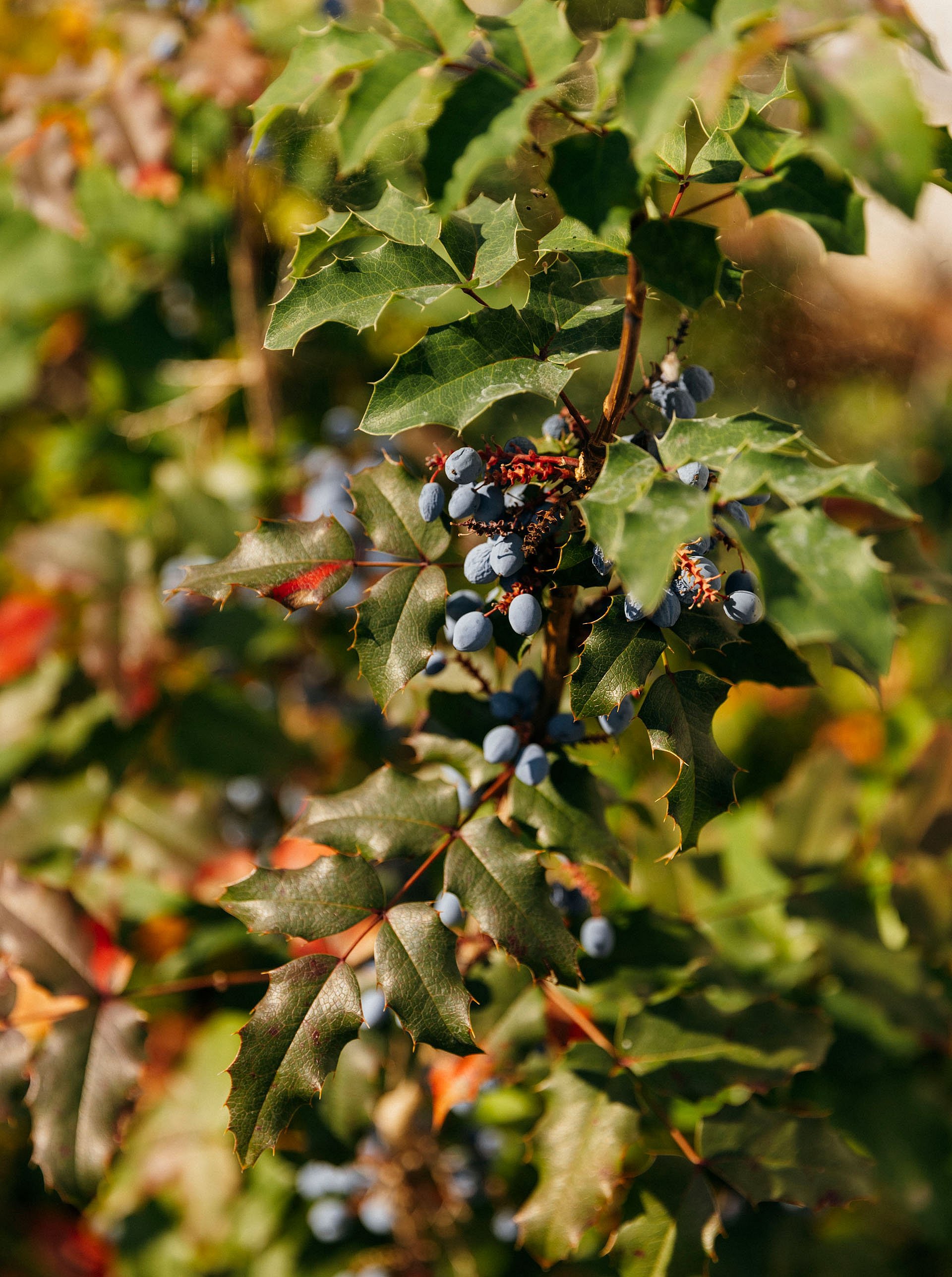 Nahaufnahme eines Astes mit blauen Beeren