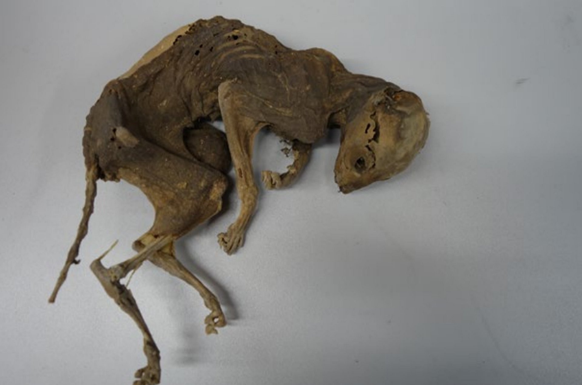 Mumifizierte Katze
