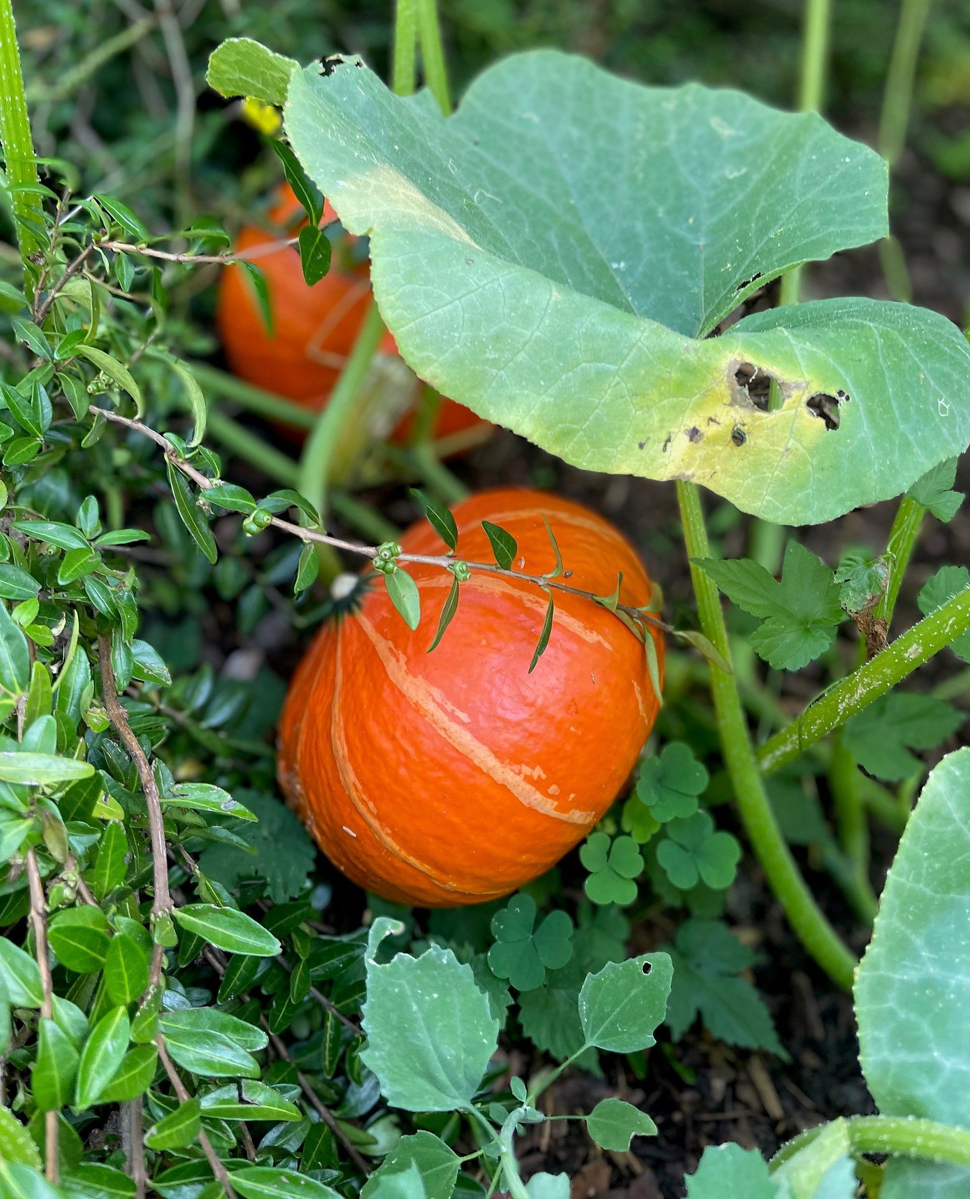 Zwei Kürbisse in einem Beet
