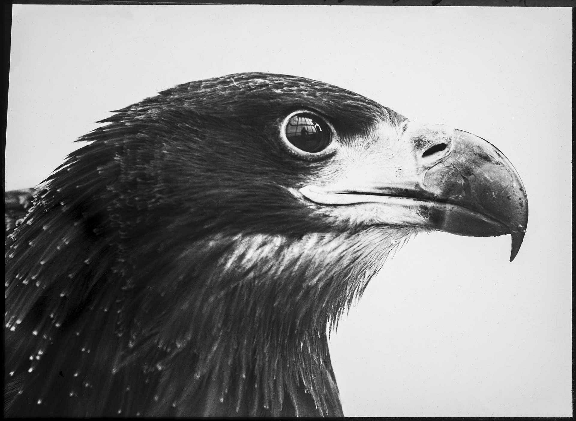 White-tailed eagle