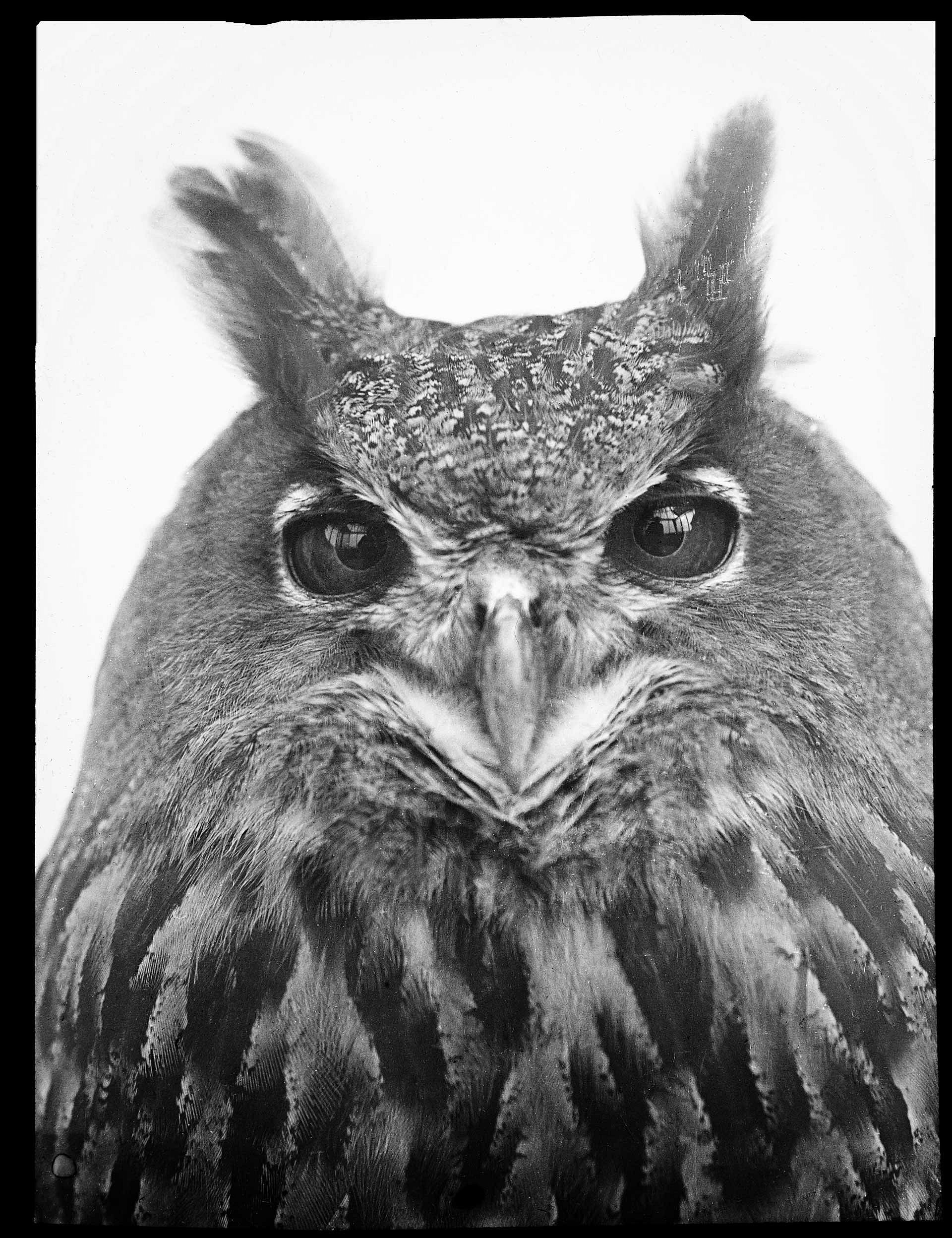 Eagle owl