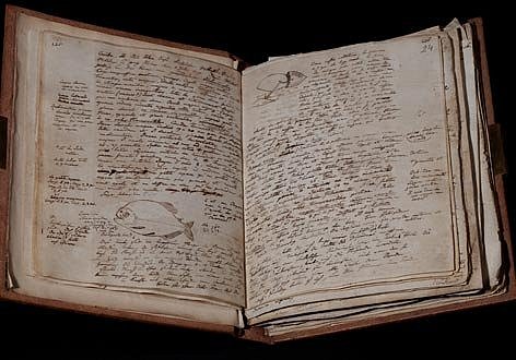 Amerikanisches Reisetagebuch Alexander von Humboldts; Tagebuch IV, S. 23-24, mit gezeichnetem Piranha